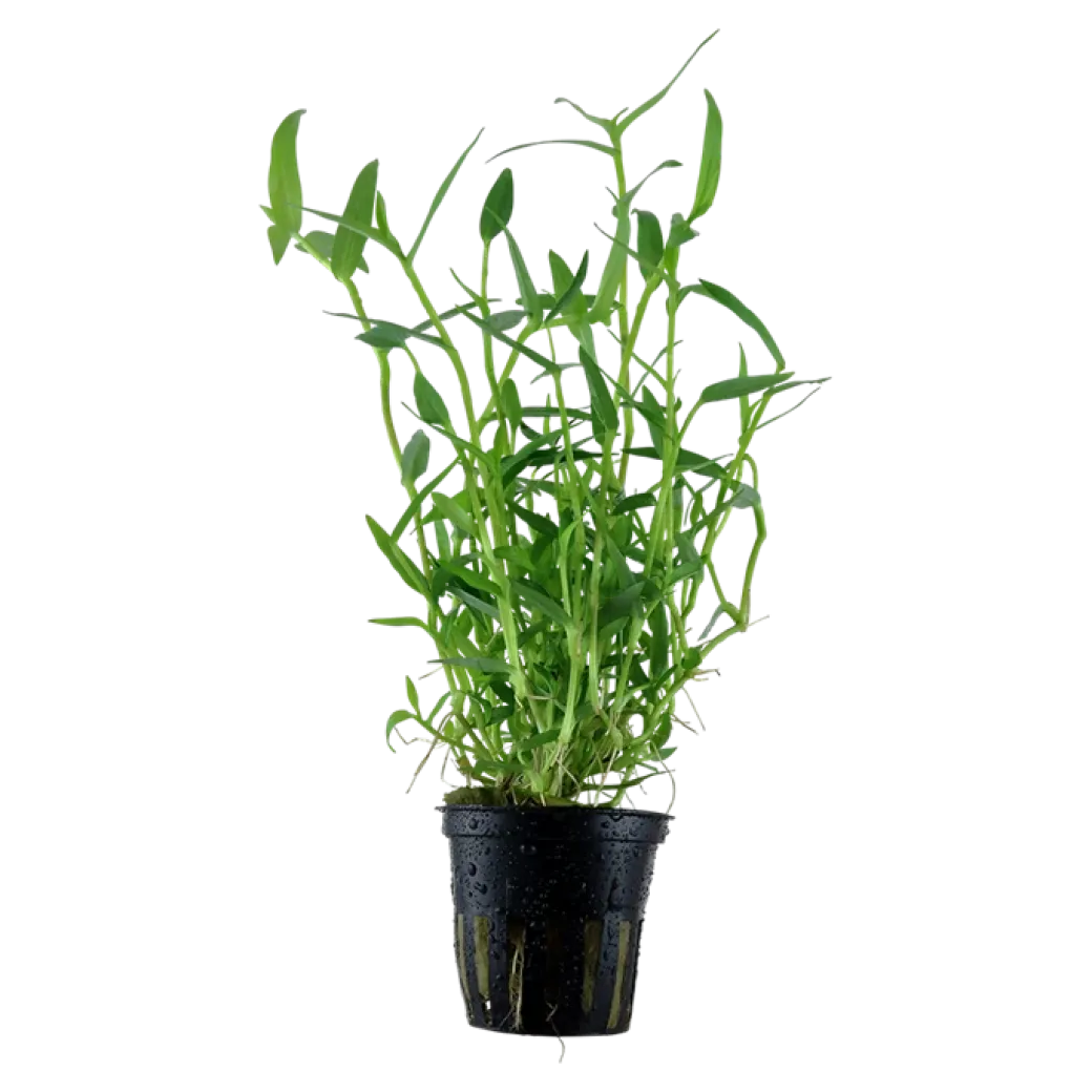Tropica Akvarieplante i potte Murdannia keisak