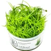 Tropica Eriocaulon cinereum 1-2-Grow