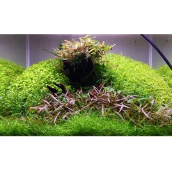 Tropica Hygrophila 'Araguaia' 1-2-GROW x 3