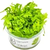Tropica Hygrophila odora 1-2-Grow