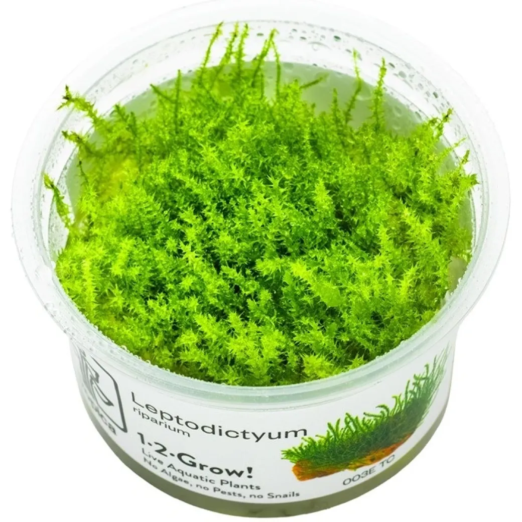 Tropica Leptodictyum riparium 1-2-Grow