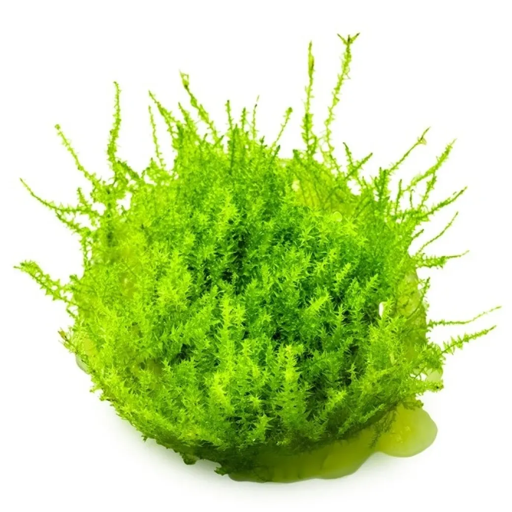 Tropica Leptodictyum riparium 1-2-Grow