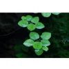 Tropica Limnobium laevigatum 1-2-GROW