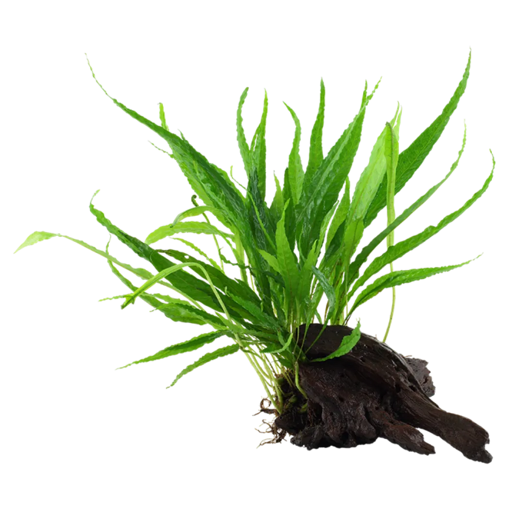 Tropica Microsorum Pteropus XS på trærod