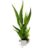 Tropica Microsorum Pteropus Akvarieplante i Clips