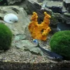 Tropica Moskugler (Aegagrophila linnaei)