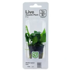 Tropica PCS Pot Anubias Barteri Nana x 3