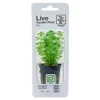 Tropica PCS Pot Limnophila sessiliflora x 3
