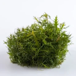 Tropica Proserpinaca palustris 1-2-GROW x 3