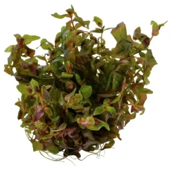 Tropica Rotala macrandra Japan 1-2-GROW x 3