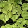 Tropica Salvinia Minima 1-2-GROW