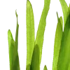 Tropica Vallisneria americana Natans bundt plantestængler