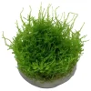 Tropica Vesicularia dubyana Christmas 1-2-GROW