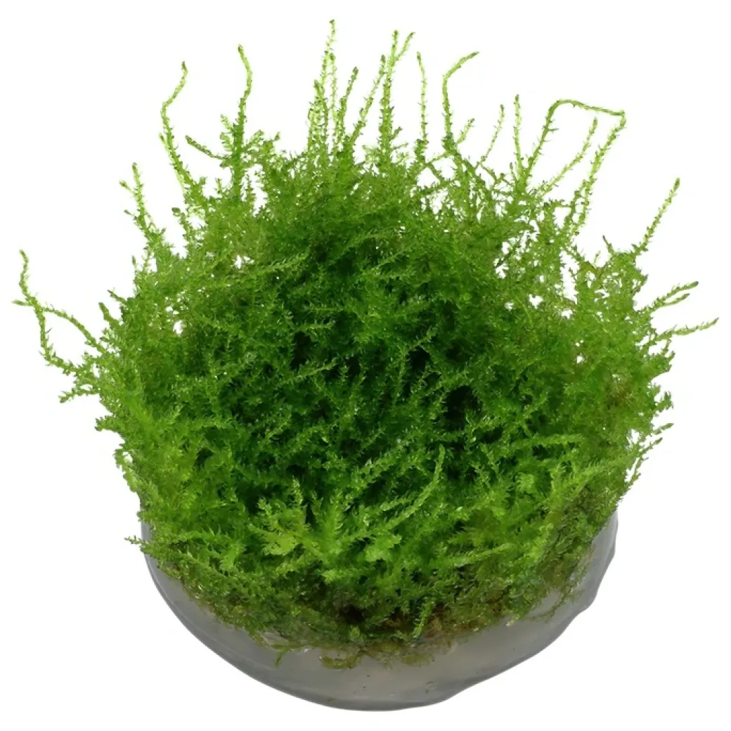Tropica Vesicularia dubyana Christmas 1-2-GROW