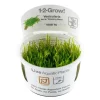 Tropica Vesicularia ferriei Weeping 1-2-GROW